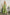 ADORA Elastic Detail Tropical Jumpsuit YELLOW Jumpsuits